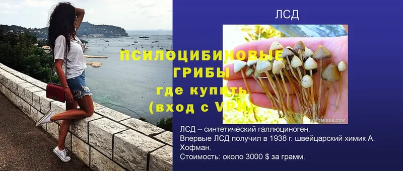 что такое   Нижний Ломов  гидра сайт  Галлюциногенные грибы Psilocybe 